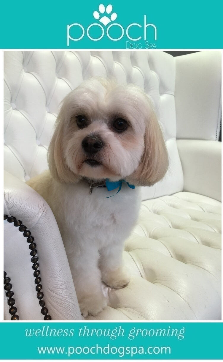 Tiara-Teddy-Bear-grooming