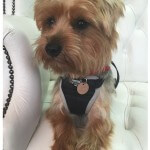 Yorkshire Terrier grooming at pooch Dog Spa
