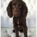 Spaniel grooming at pooch Dog Spa