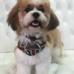 Shih Tzu grooming at pooch Dog Spa
