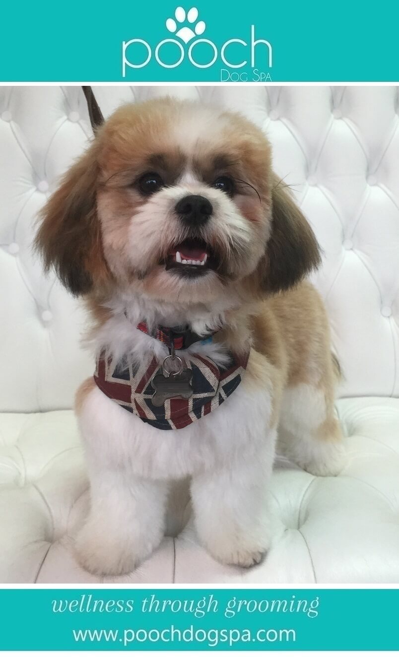 ShihTzu-grooming