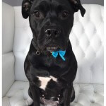 Staffy grooming at pooch Dog Spa