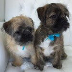 Pug Tzu grooming at pooch Dog Spa