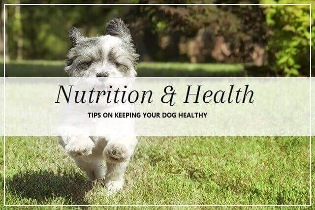 Dog Nutrition and Health