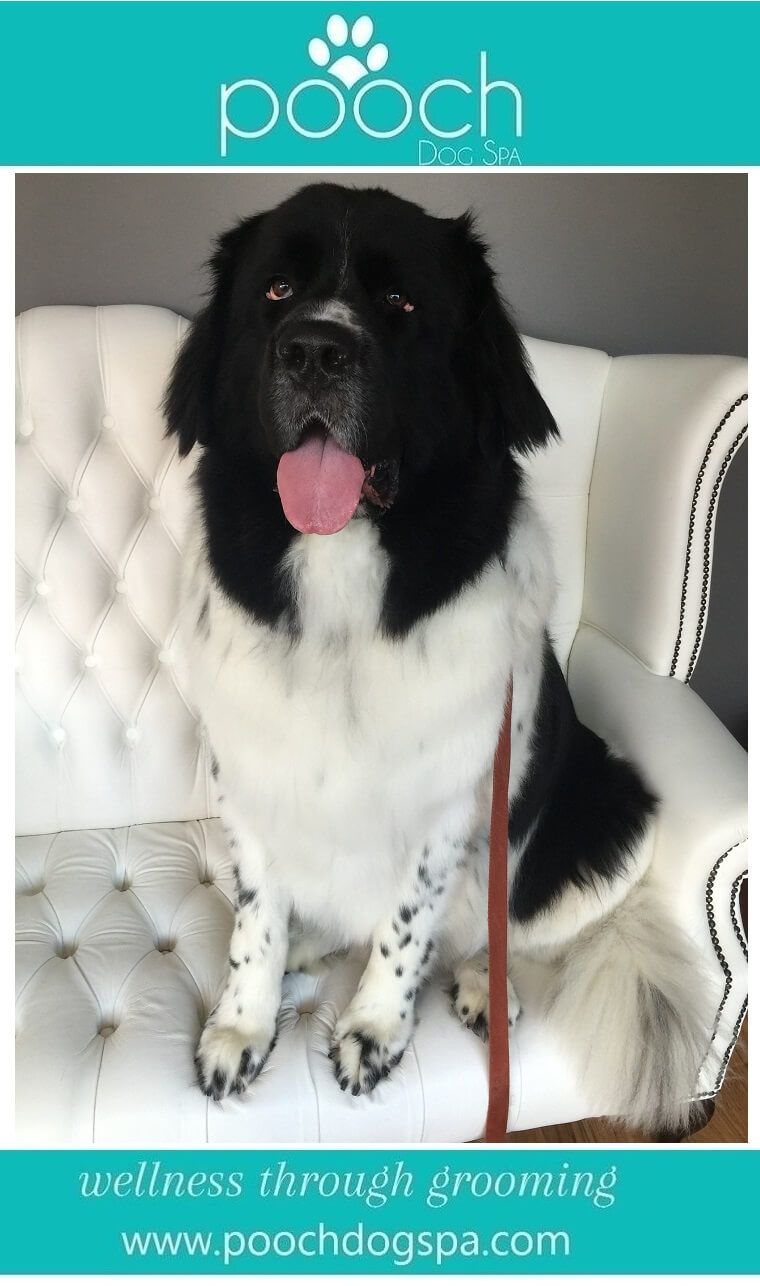 Newfoundland-grooming