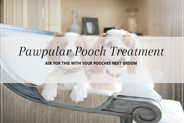 Pawpular pooch Treatment