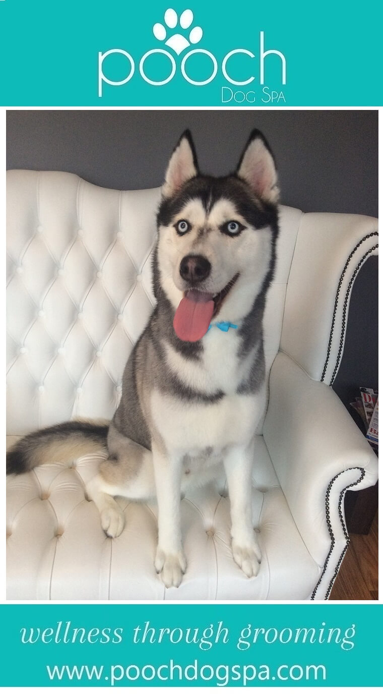 husky-grooming