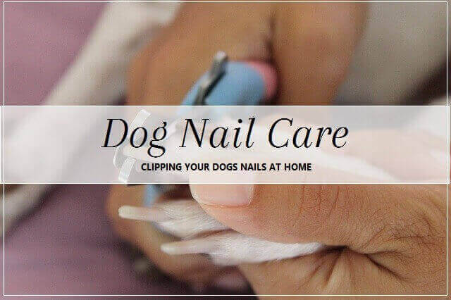 Dog Nail Care at home