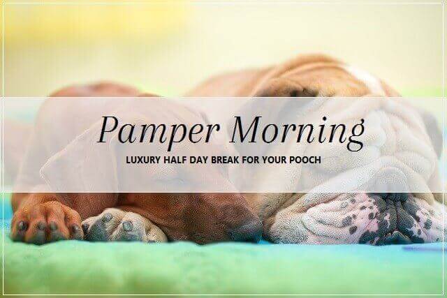 Pamper Morning break for dogs