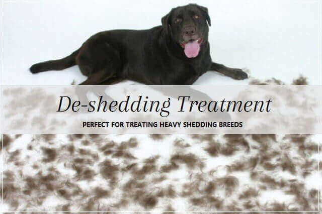 Shedding Dog