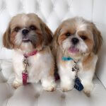 Shih Tzu grooming at pooch Dog Spa