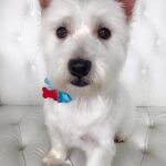 West Highland Terrier grooming at pooch Dog Spa
