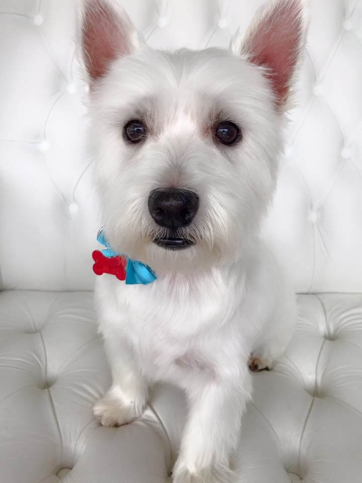 Westie-grooming