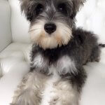 Schnauzer grooming at pooch Dog Spa