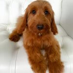 Cavapoo grooming at pooch Dog Spa