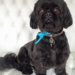 Shih Tzu grooming at pooch Dog Spa