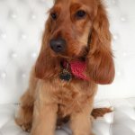 Spaniel grooming at pooch Dog Spa