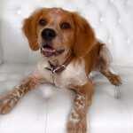 Brittany Spaniel grooming at pooch Dog Spa