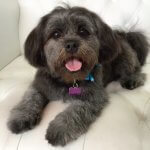 Shichon grooming at pooch Dog Spa