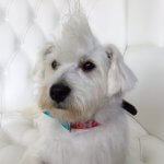 Westie grooming at pooch Dog Spa