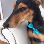 Daschund grooming at pooch Dog Spa