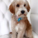 Cavashon grooming at pooch Dog Spa