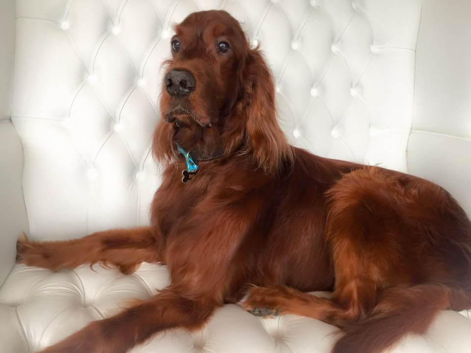Irishsetter-grooming