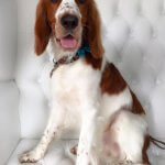 Spaniel grooming at pooch Dog Spa