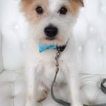 Terrier grooming at pooch Dog Spa