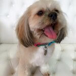 Shih Tzu grooming at pooch Dog Spa