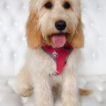 Puppy grooming at pooch Dog Spa