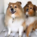 Sheltie grooming at pooch Dog Spa