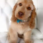 Cavapoo grooming at pooch Dog Spa