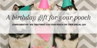 Dog birthday gift