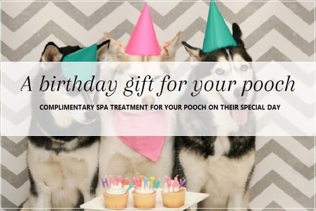 Dog birthday gift