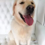 Golden Retriver grooming at pooch Dog Spa