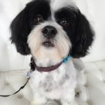 Lhasa Apso grooming at pooch Dog Spa