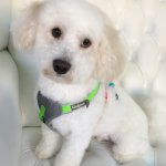 Bichon Frise grooming at pooch Dog Spa