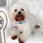 Bichon Frise grooming at pooch Dog Spa