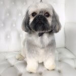 Shih Tzu grooming at pooch Dog Spa
