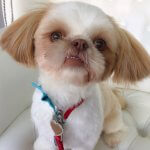 Shih Tzu grooming at pooch Dog Spa