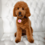 Cavapoo grooming at pooch Dog Spa