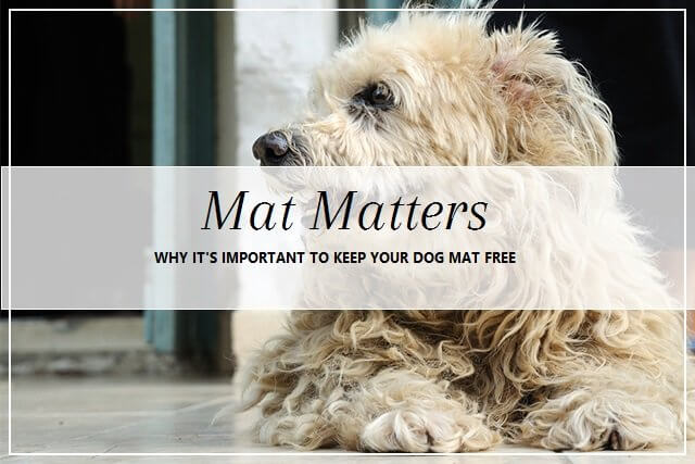 Matted dog