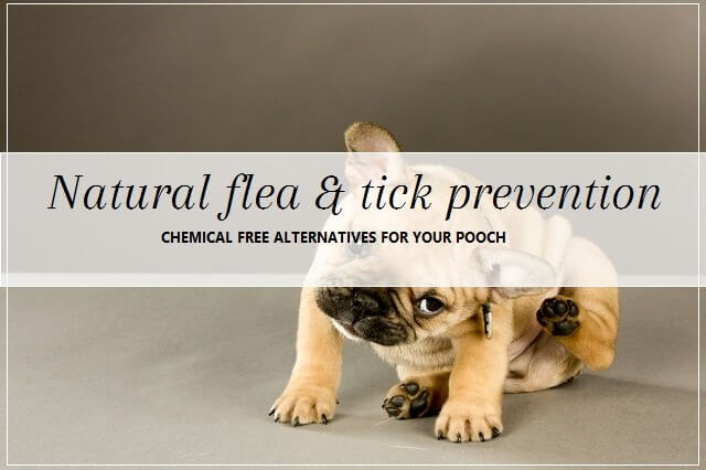 Natural flea and tick prevention