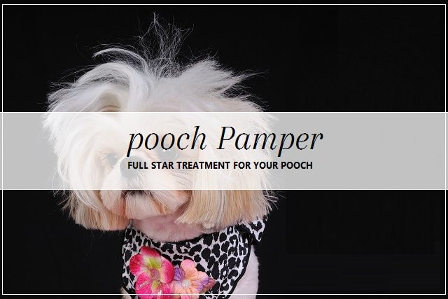 Dog pampering