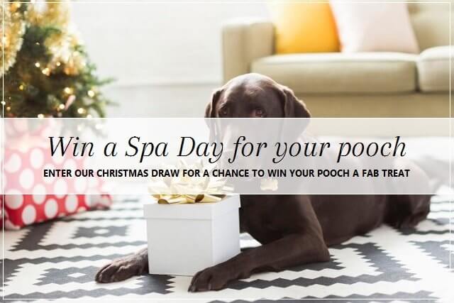 Christmas draw at pooch Dog Spa