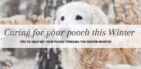 Winter Dog Tips